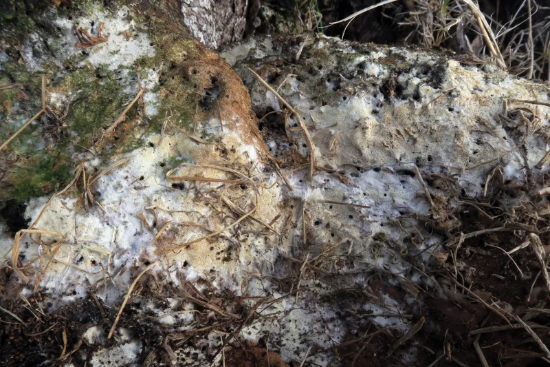 Byssoporia terrestris 1 - IMG_0045